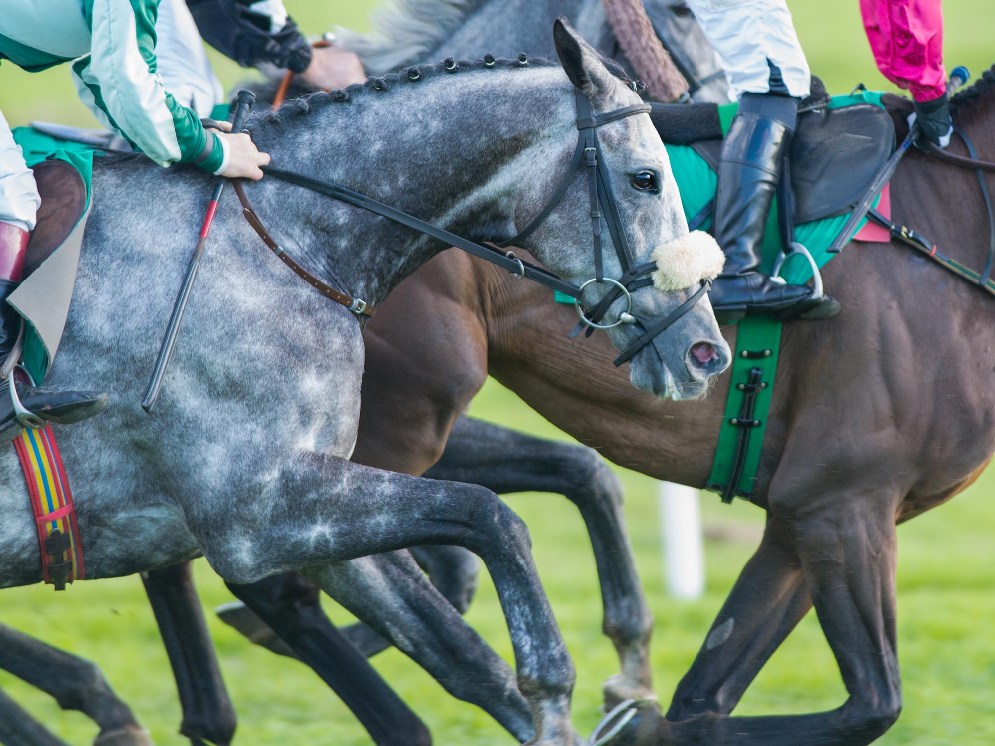 Show Century Court Bracknell Racecourse
