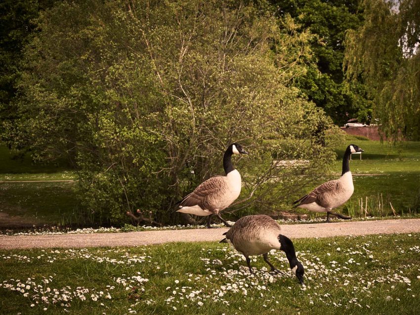 Show Century Court Bracknell Geese
