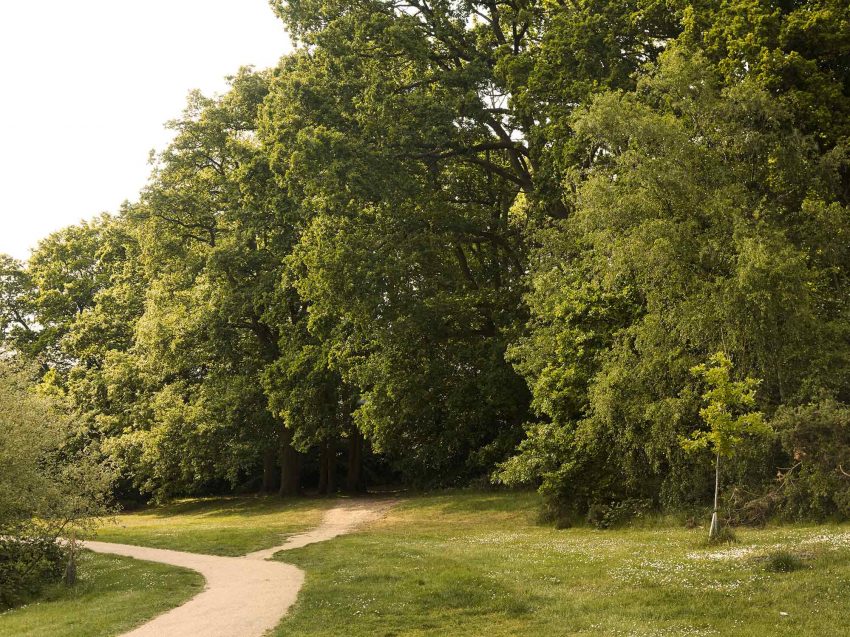 Path_tress